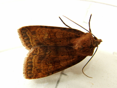 Barred Chestnut